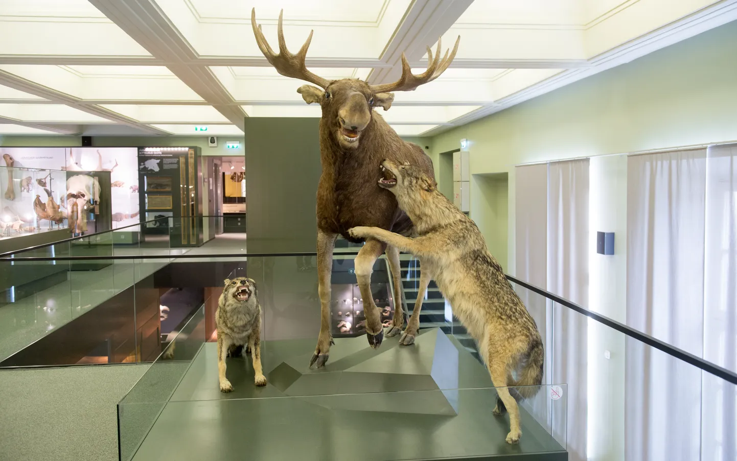 Tartu ülikooli loodusmuuseumis õpitakse tundma loomade jälgi.