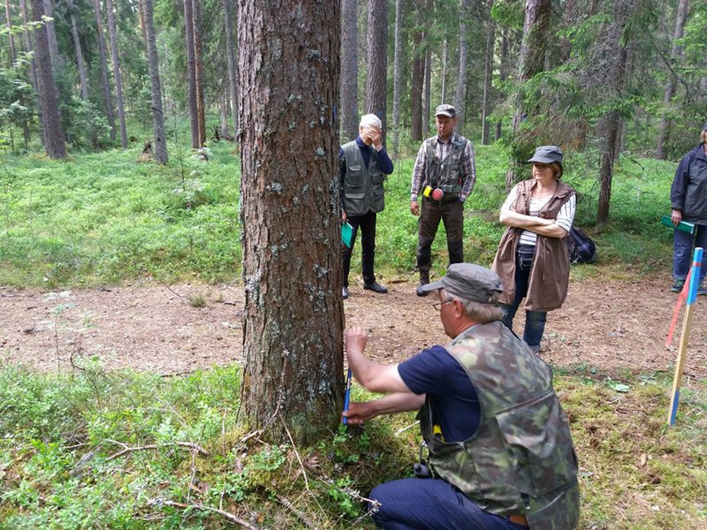 Metsakorraldaja Andres Kalman näitab, kuidas määratakse puu vanust.