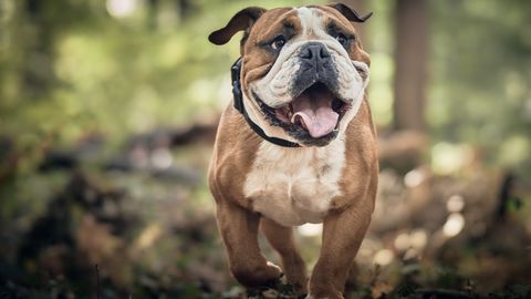 Anekdoot: tohutu suur buldog