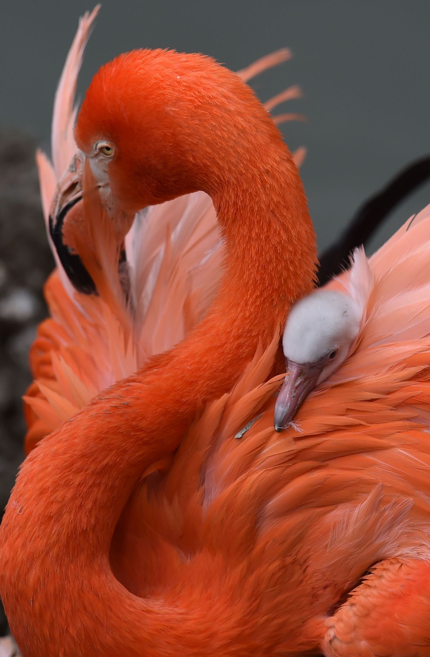 Flamingo. Pilt on illustreeriv.