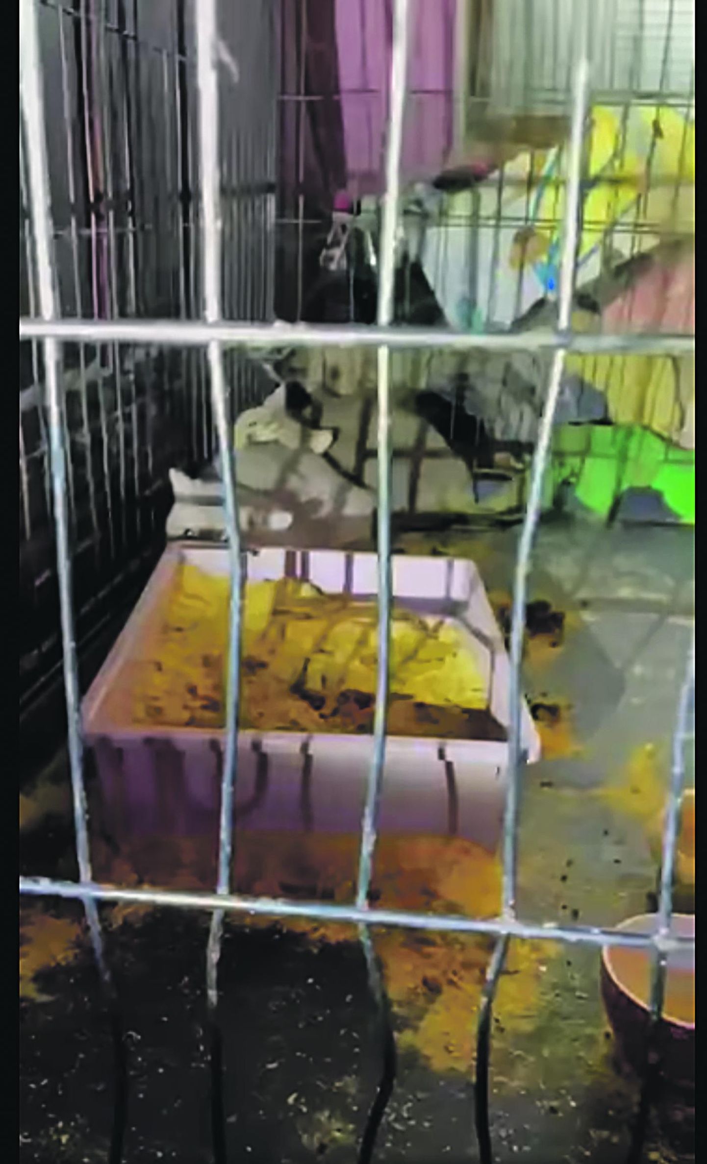 Tiina Kuke poolt filmitud videos on näha, et päästetud loomad elasid väikestes roojastes puurides.
 