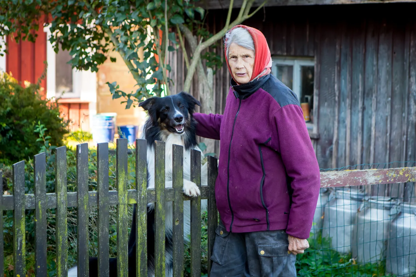 POLE SÕNU: Laadla küla talunik Marje Jõgi ja tema Hiiumaalt toodud karjakoer kohtavad viimasel ajal hirvesid lausa südapäeval.
