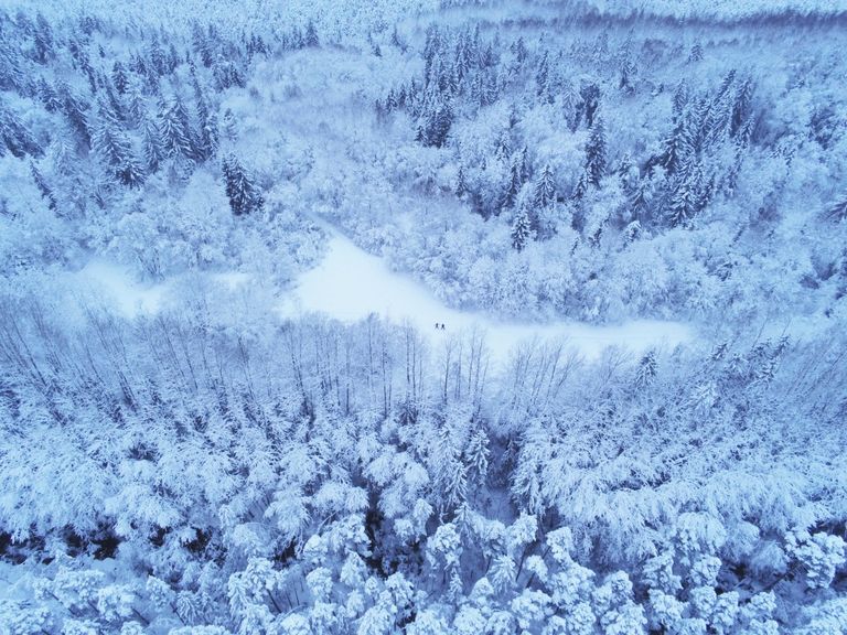 Lumised Virumaa metsad.