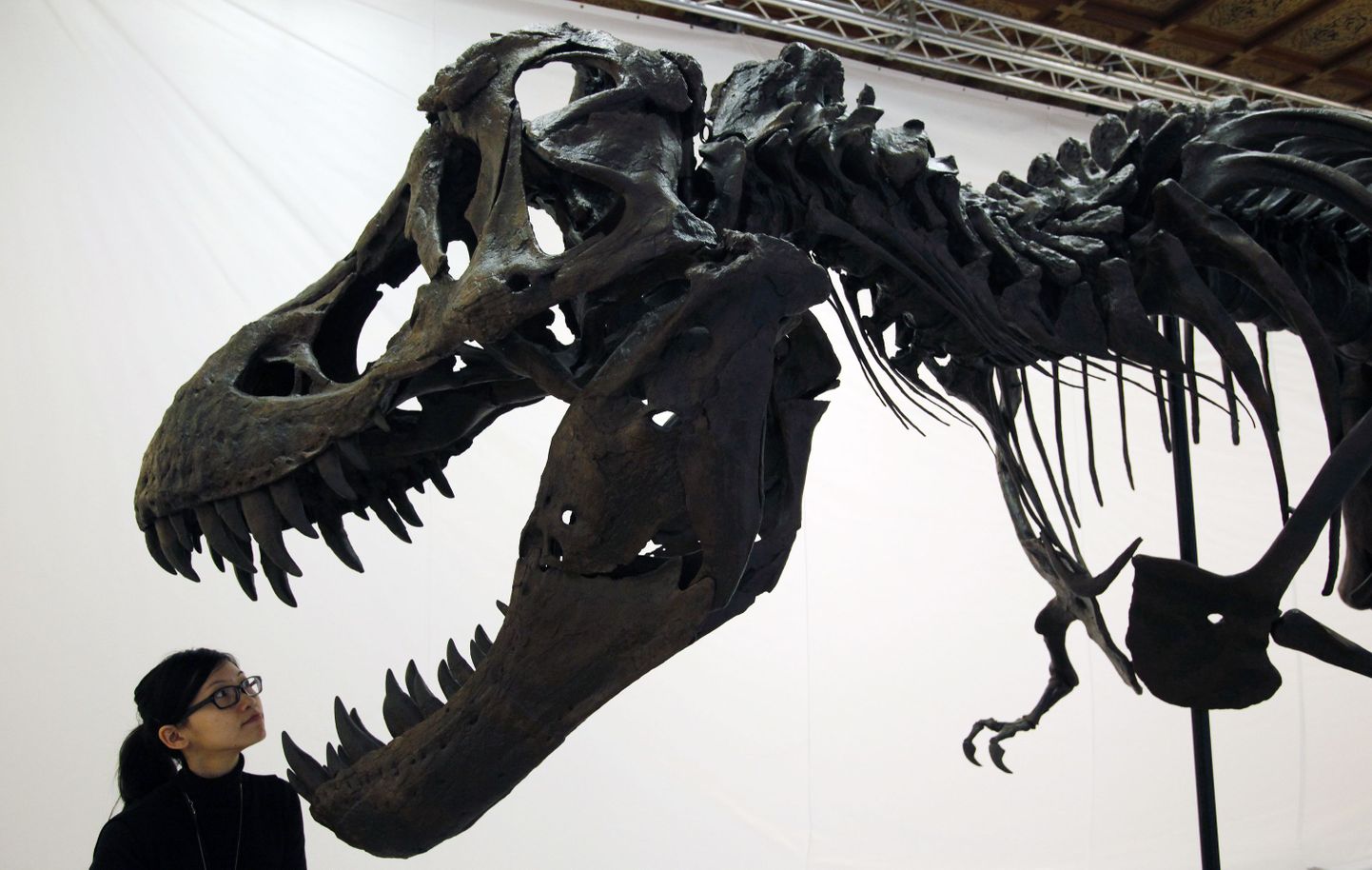 Tyrannosaurus rex`i fossiil