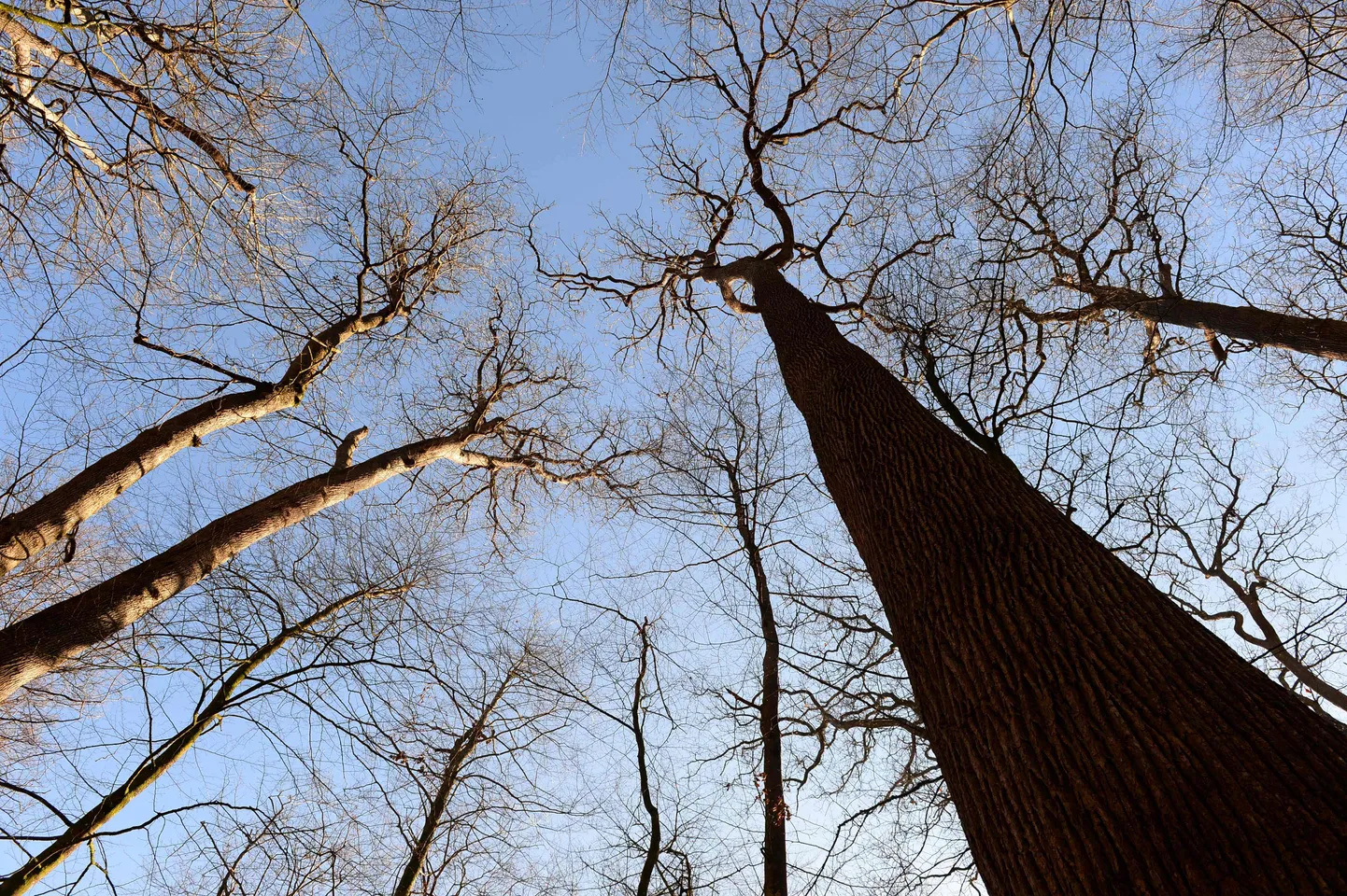 Enam kui 300 aasta vanuste puudega tammemets Loode-Prantsusmaal.