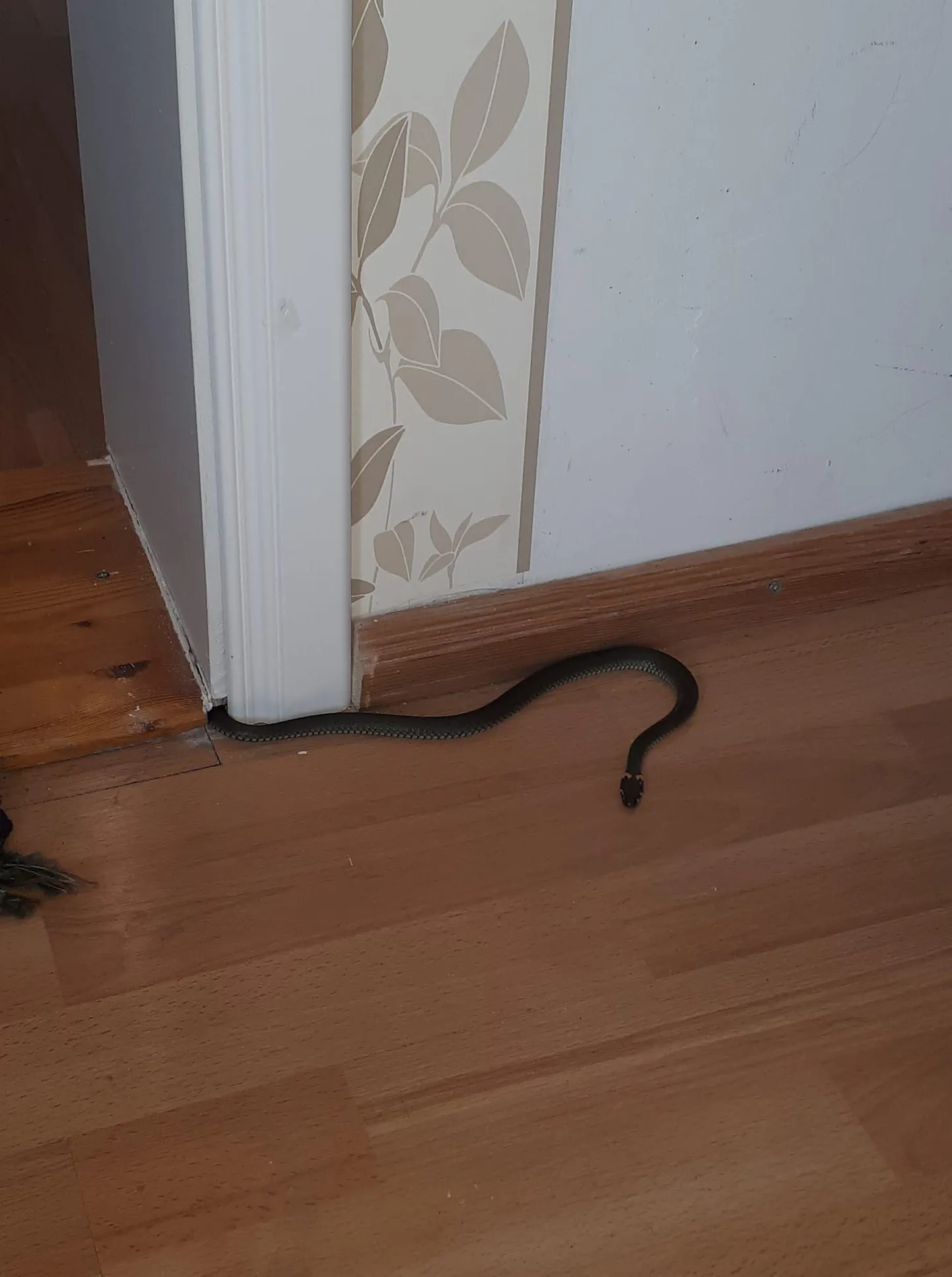 Roodi külas tekitas hirmu tuppa roninud nastik. Foto on illustreeriv.