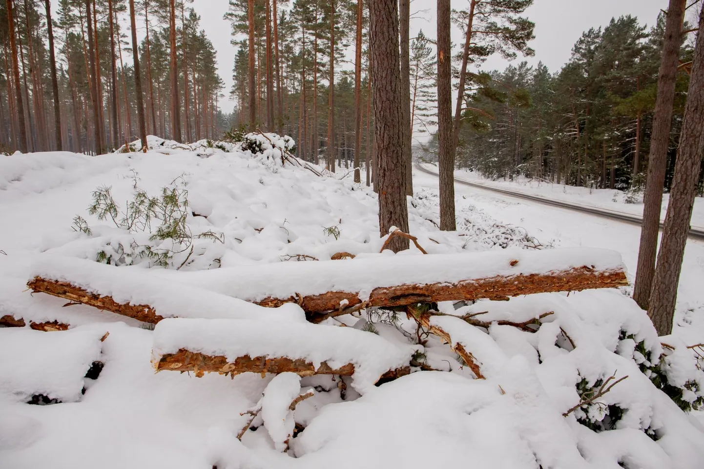 Keskkonnamet kontrollib uuesti Häädemeestes juba toimunud raieid.