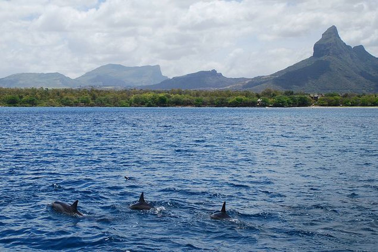 Delfiinid Tamarini lahes