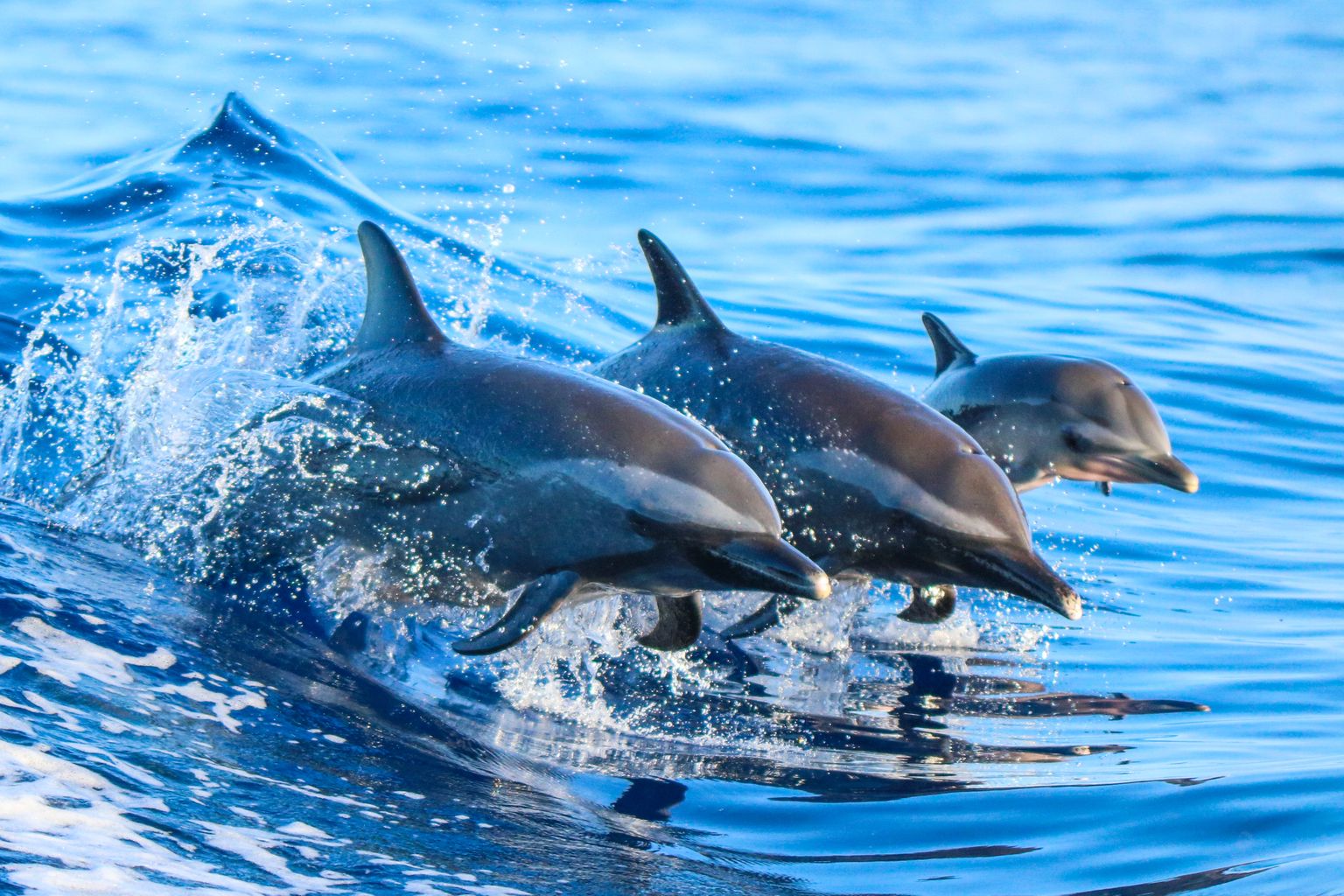 Delfiinid. Pilt on illustreeriv