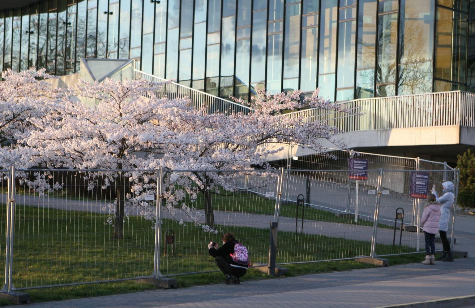 Vilniuse Chiune Sugihara pargi õitsvaid kirsipuid peavad inimesed tänavu pildistama läbi tara, sest võimud pelgasid, et selfihuvilised hakkavad puude juures massiliselt kogunema. 