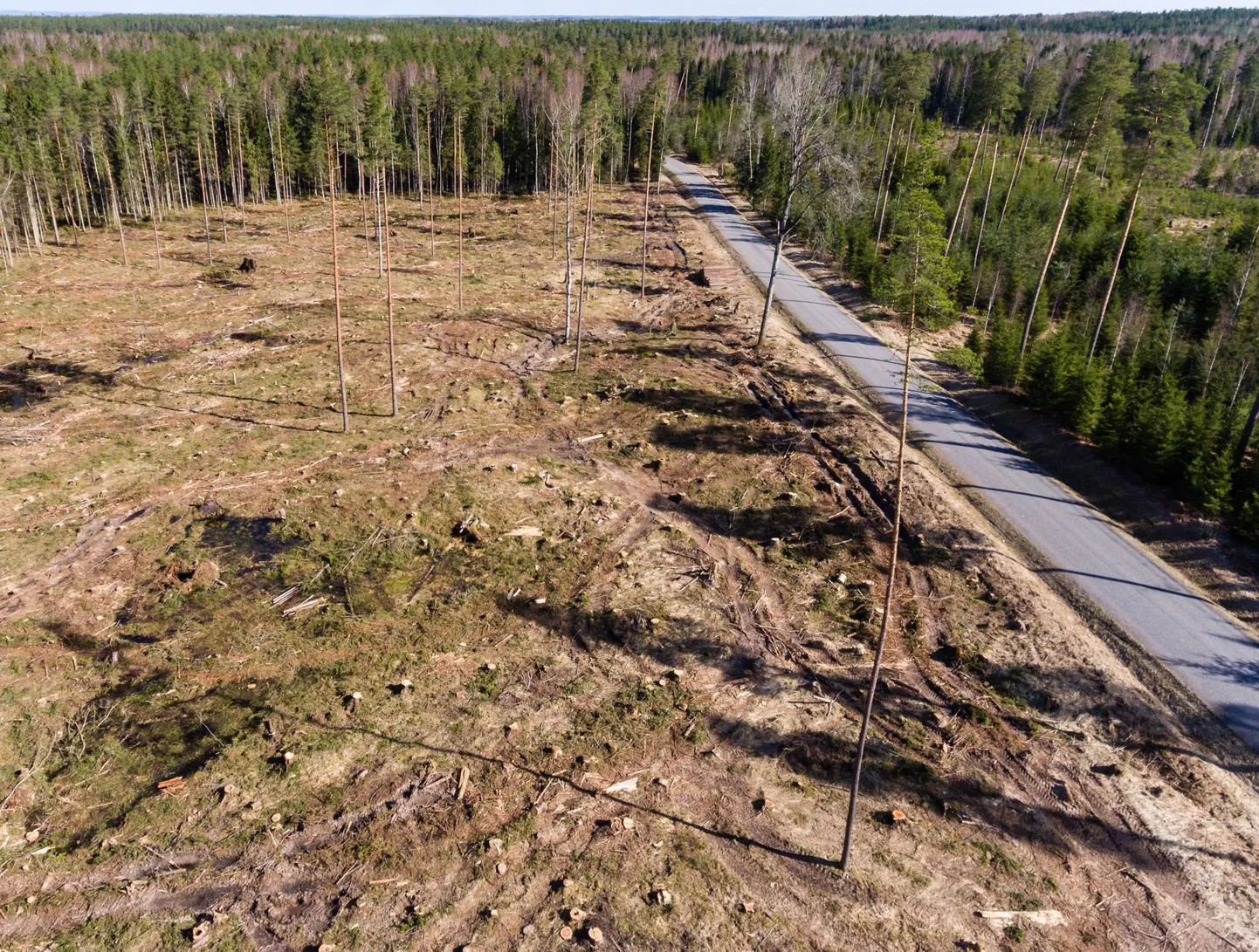Endised metsad on järgmiste aastakümnete jooksul vaid statistiline metsamaa protsent.