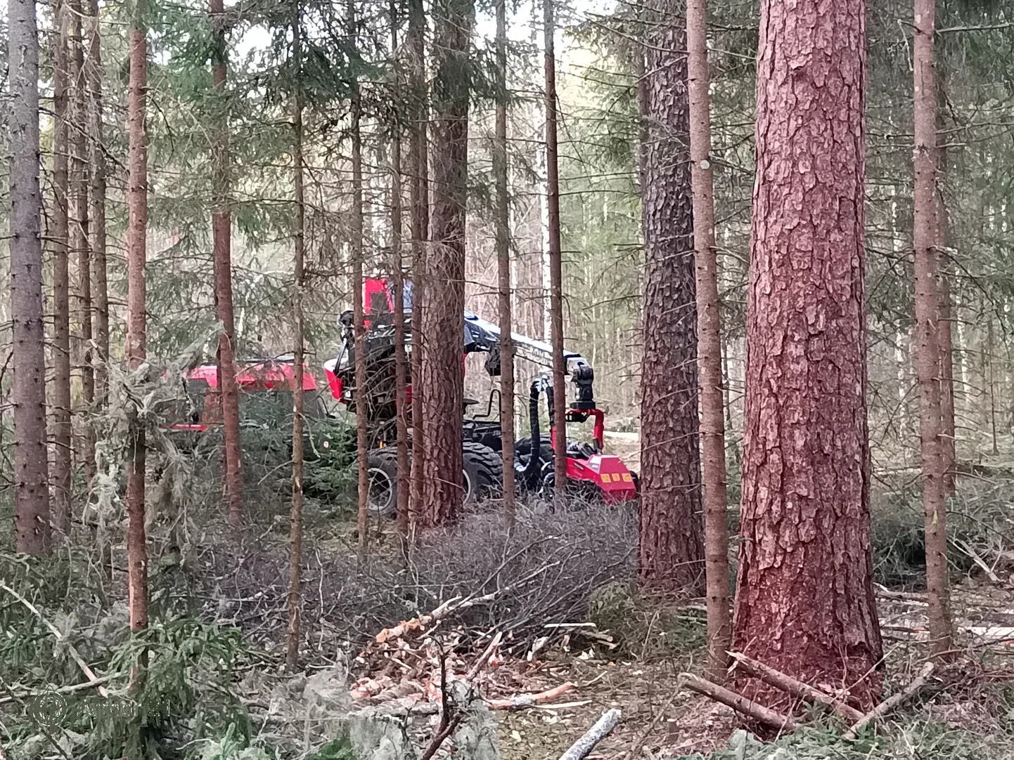 Lindude pesitsusrahu kehtib juba 15. aprillist, aga mõned metsaomanikud teevad rahumeeli raietööd edasi. Fotol töötab metsalangetustraktor Tartumaal Elva ja Pikasilla vahel.