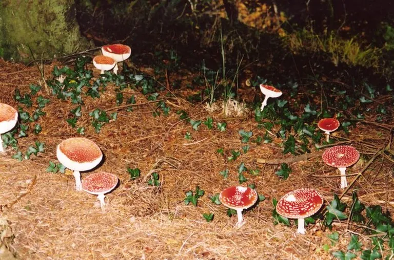 Raksta foto