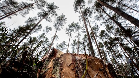 FOTO ⟩ «Keegi on Puski metsa hakanud omale vist hauda kaevama.» Hiiumaa metsast avastati midagi ääretult kummalist
