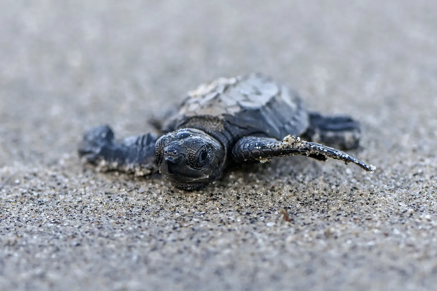 Lepidochelys olivacea teel ookeani.