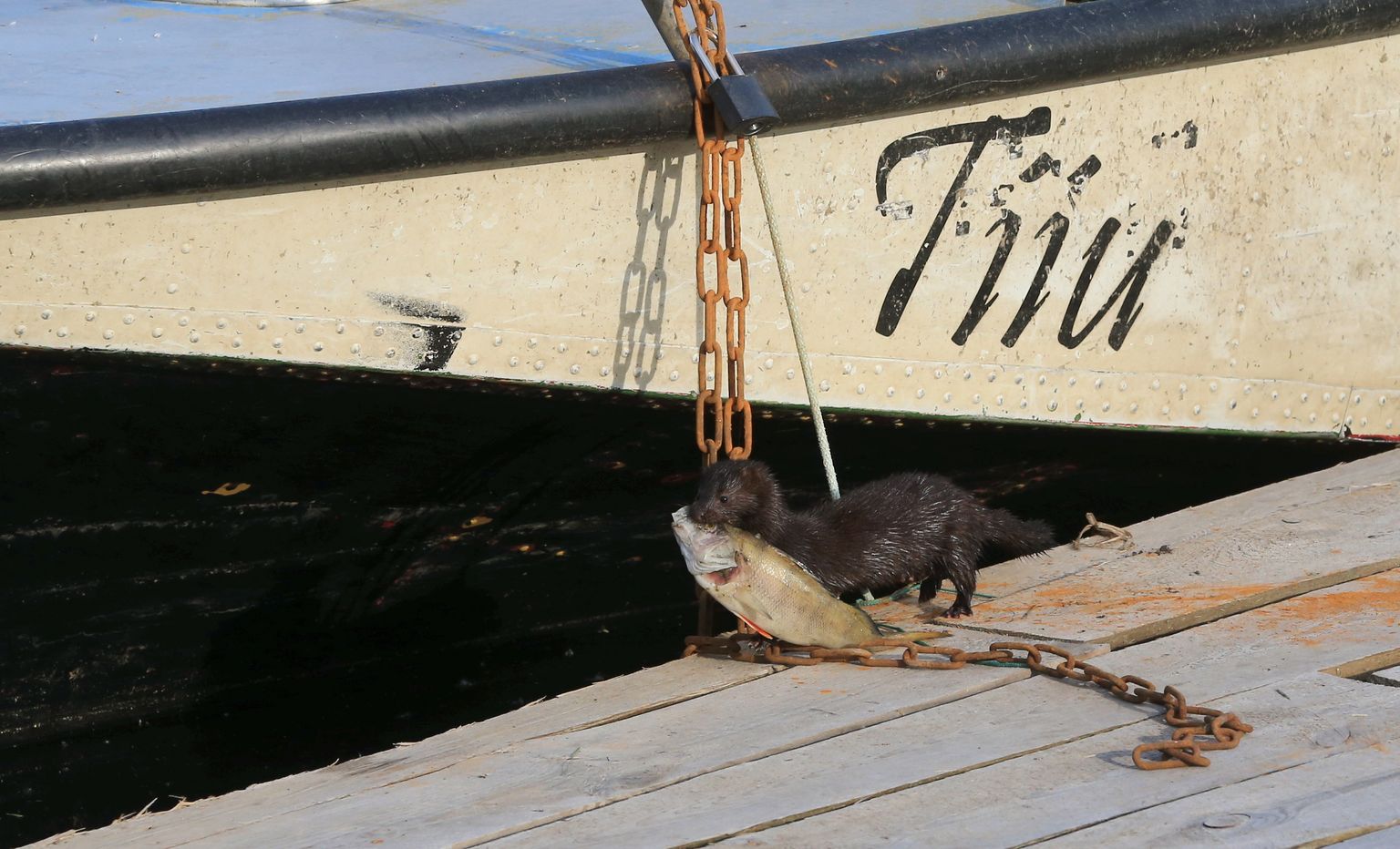 Kui veab, võib Varnjas näha ka kalavargast minki. Fotomeenutus möödunud suvest.