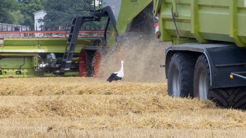 Saaremaa põllumehed jäävad viljasaakidega rahule