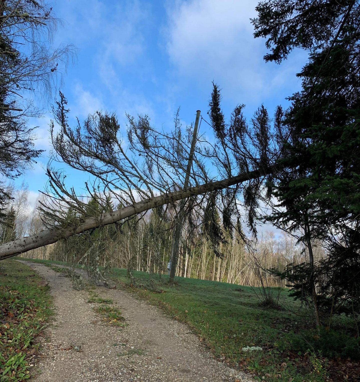 Tugev tuul murrab puid ja põhjustab elektrikatkestusi.