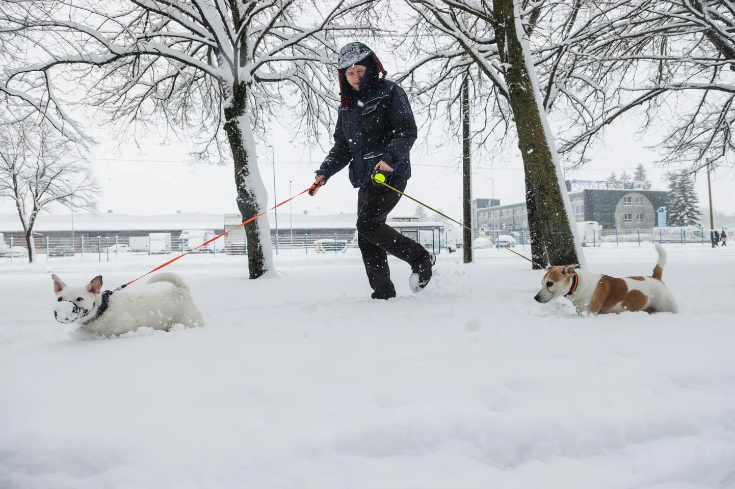 Lume paksus küündis Tallinnas eile 10 sentimeetrini. See tegi paljudele pealinna elanikele igapäised käigud raskeks. 