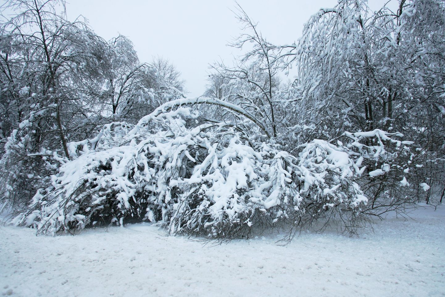 Jäävihma tõttu murdunud puud Ludza kandis Lätis.