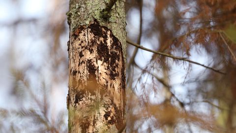 DAP vēlas pārdot Gaujas nacionālajā parkā mizgraužu nopostītās egles