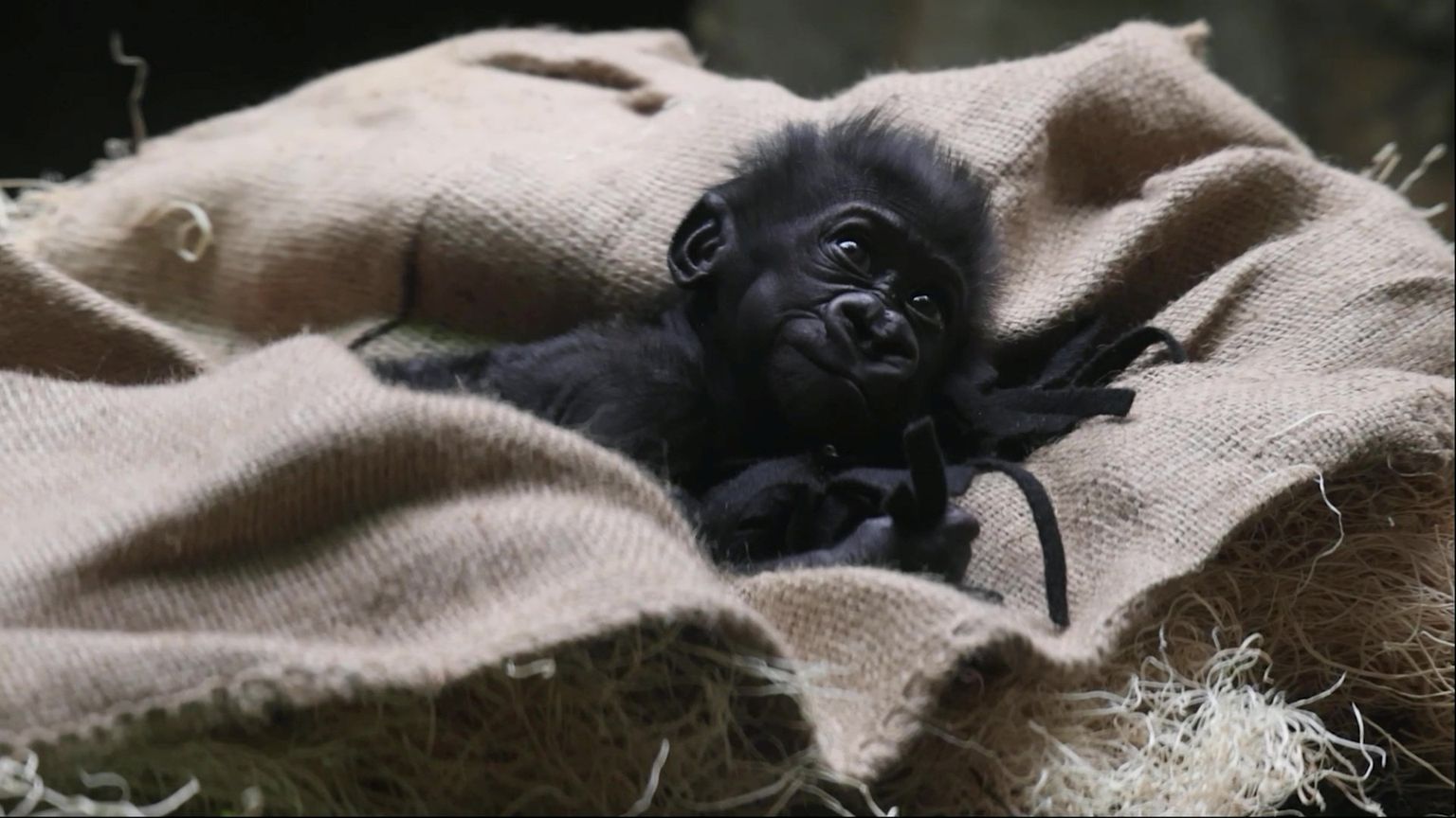 Gorillabeebi kannab nime Baby G.