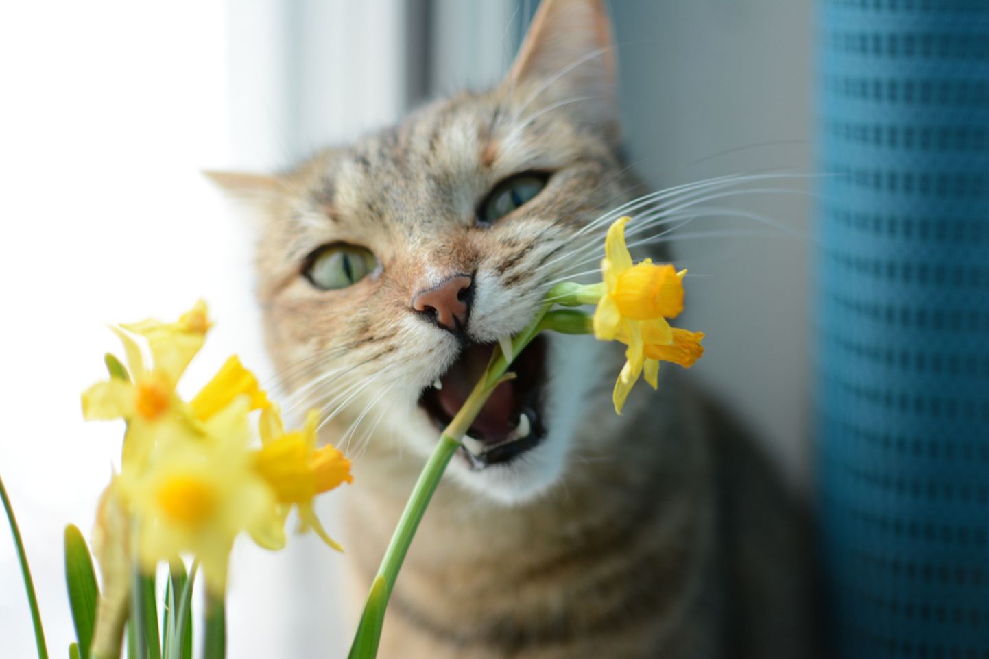 Kass järab lilli. Pilt on illustratiivne.