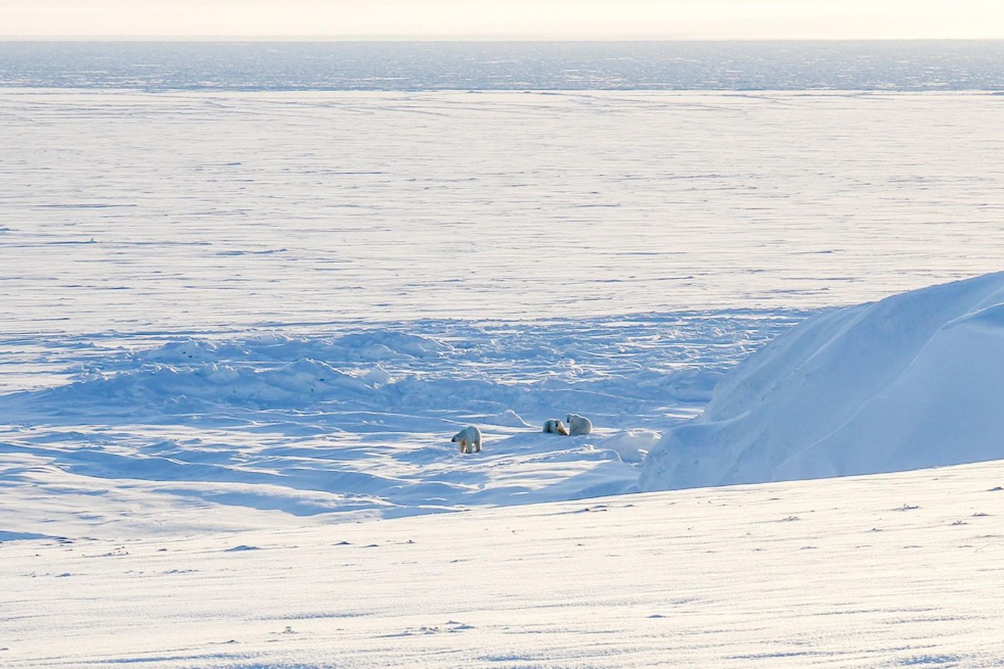 Jääkarud Novaja Zemlja lähedal.
