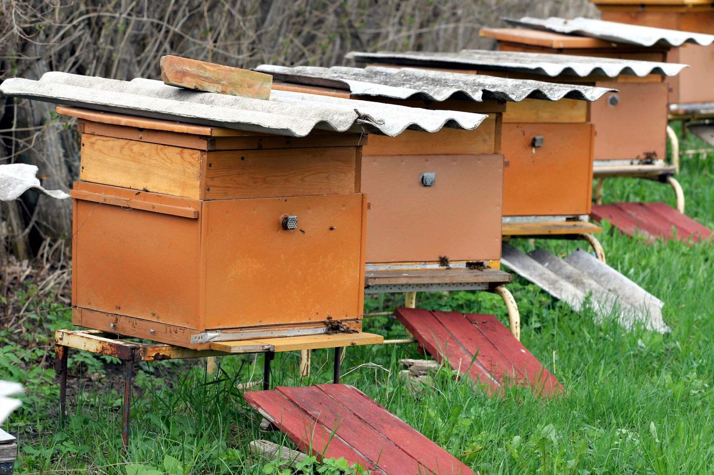 Lääne-Virumaa mesinikud olid ühed usinamad toetusetaotlejad.