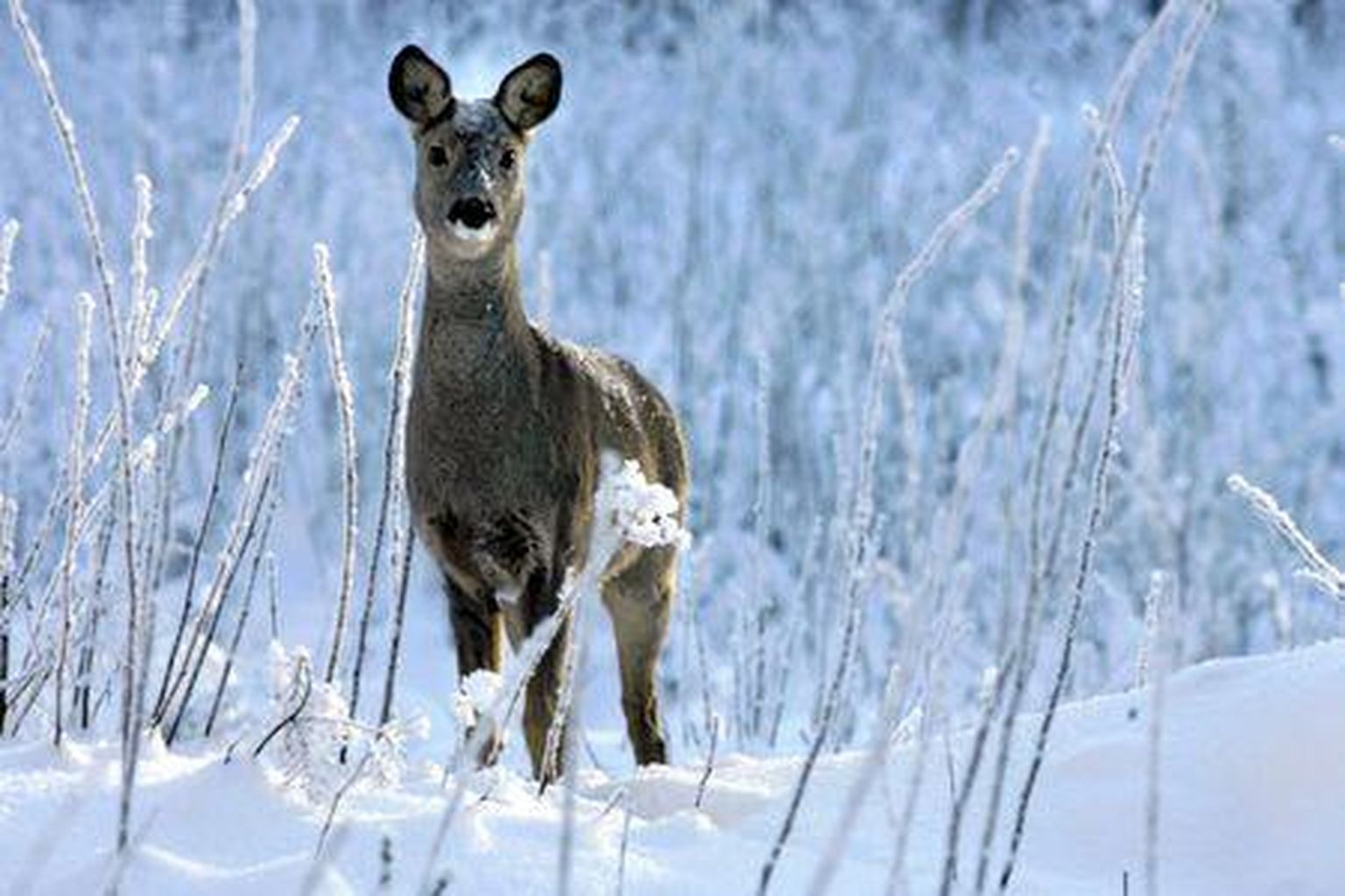 Leebetel talvedel saavad loomad ise hakkama, aga karmimatel peab nende toitmisse teadlikult suhtuma.