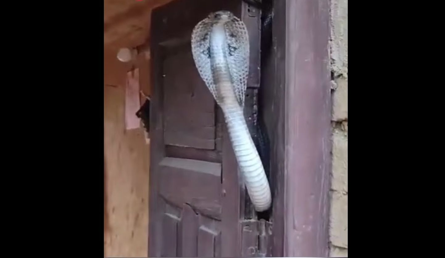 Tige ja ründevalmis kobra