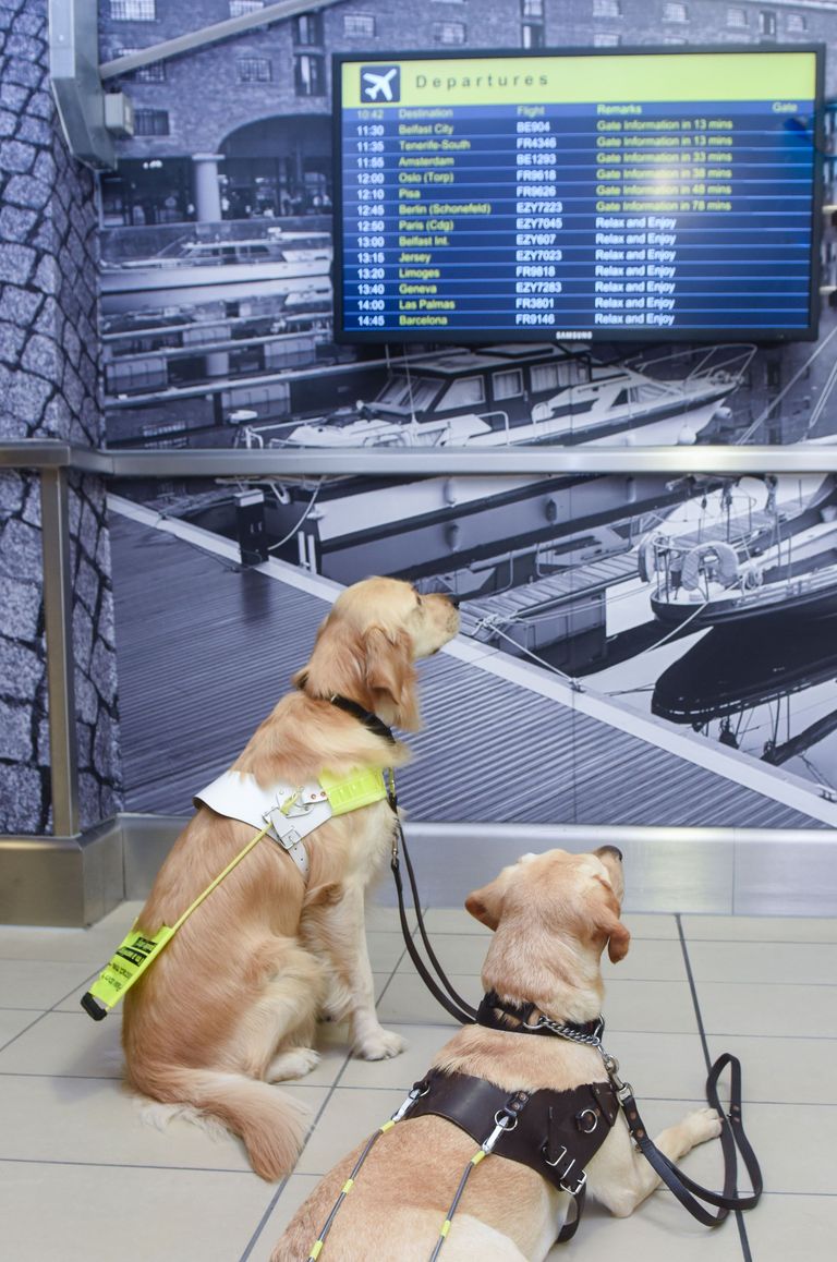 Собаки-поводыри в аэропорту. Фото:
