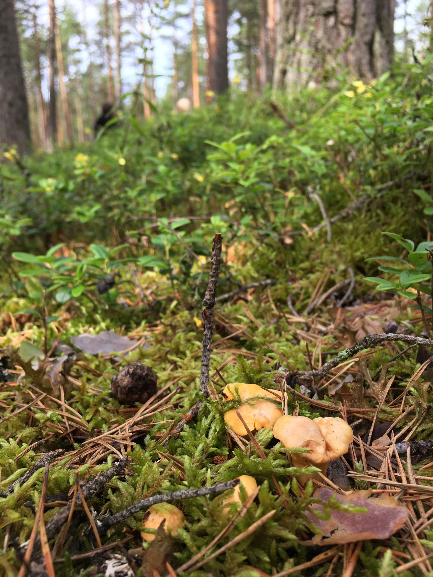 Soe ja vihmane ilm täidab metsaalused seentega.
