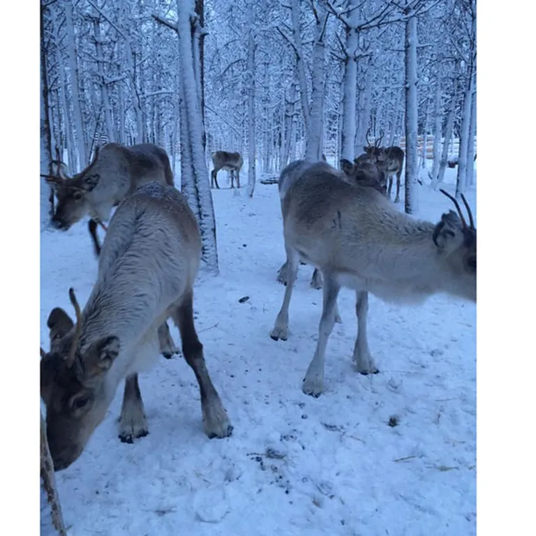Raksta foto