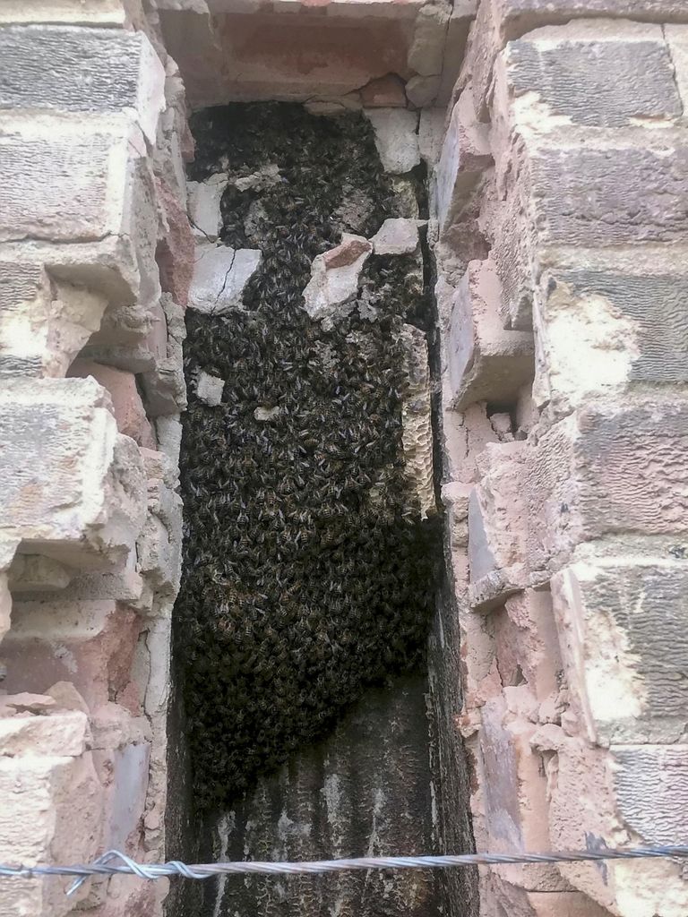 Kinnimüüritud korsten oli koduks hiigelsuurele mesilasperele.