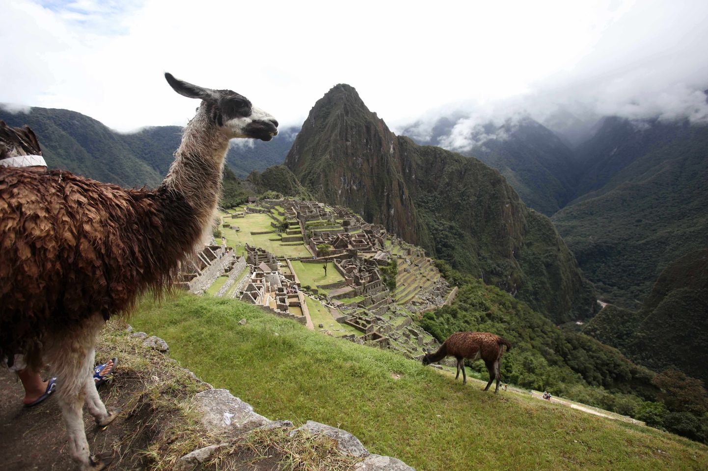 Laamad Peruus inkade tsitadelli Machu Picchu jäänustel