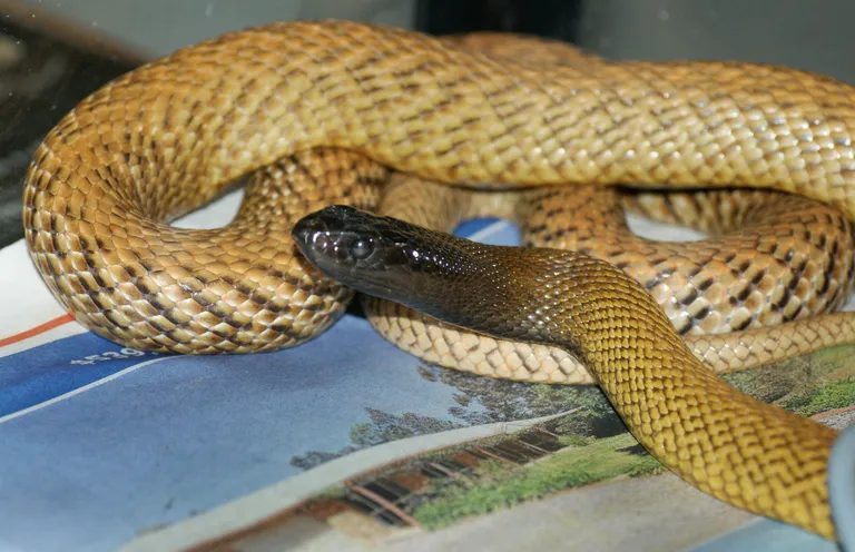 Judith Martin/Reptile Rescue / Judith Martin/AFP/Scanpix