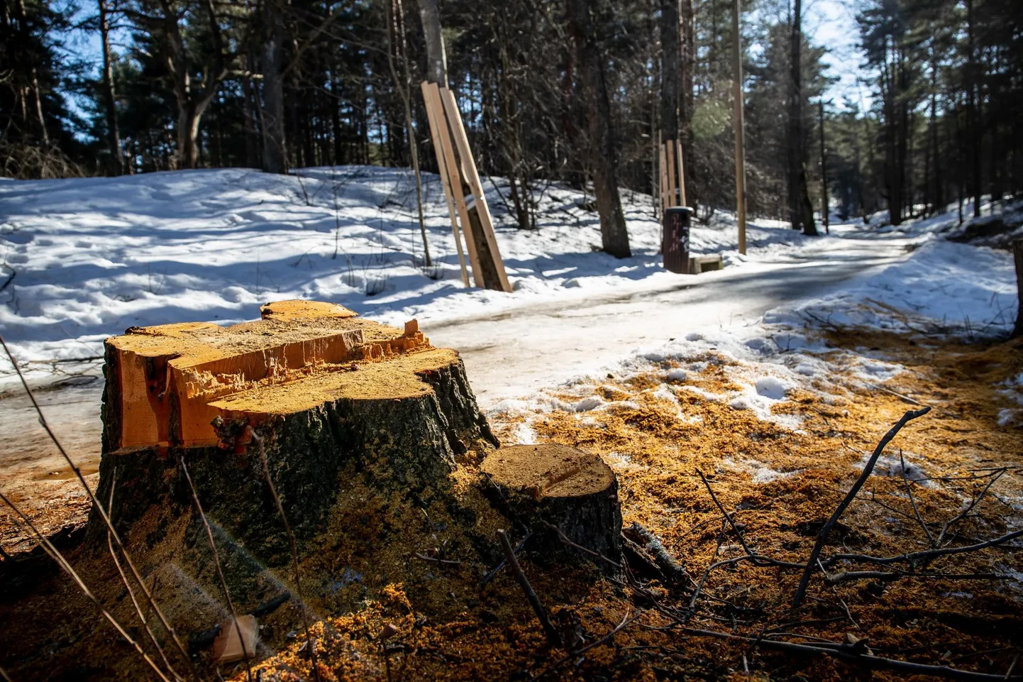 Raadamistööd on peatatud, kuid värsked kännud rikuvad ikka metsas jalutajate tuju.