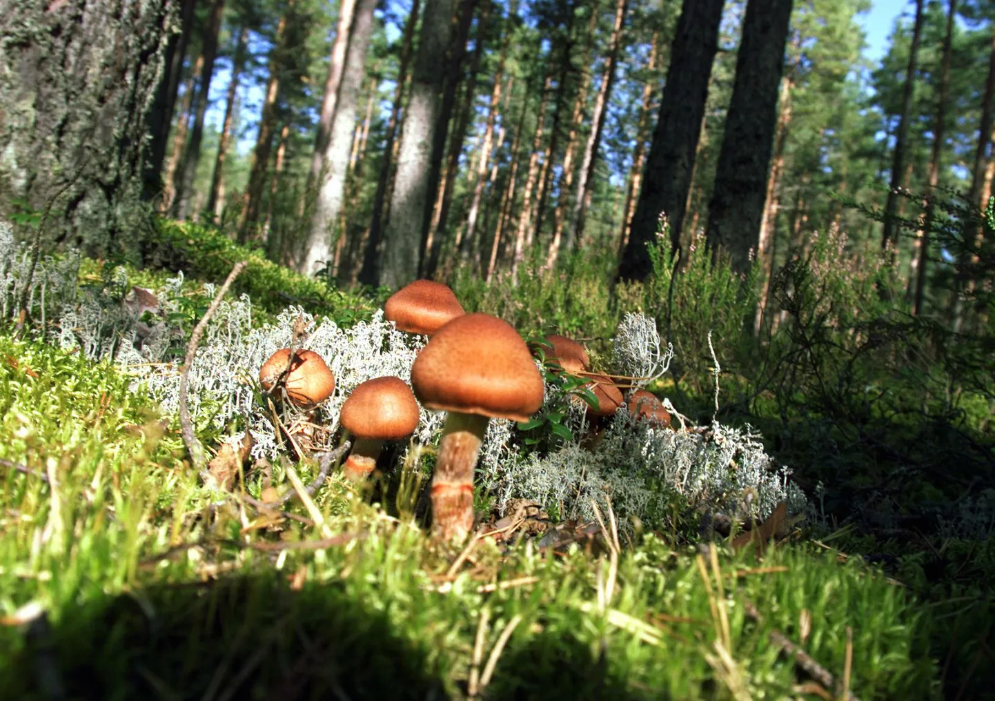 Lahemaa rahvuspark.