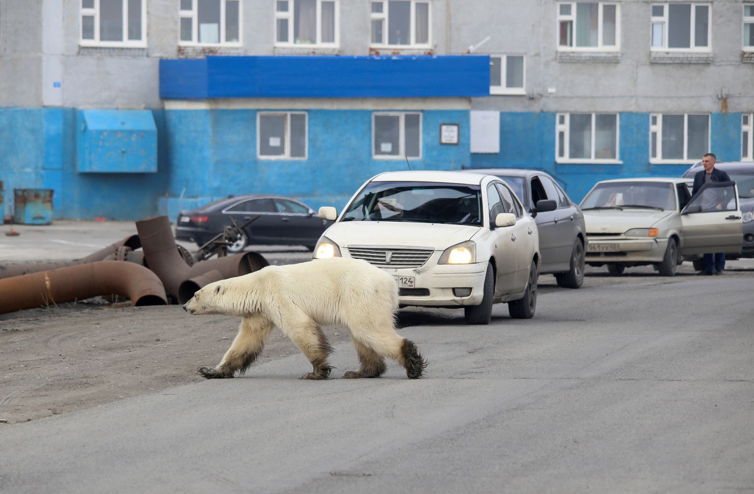 Jääkaru oli sadade kilomeetrite kaugusel oma looduslikust elupaigast.