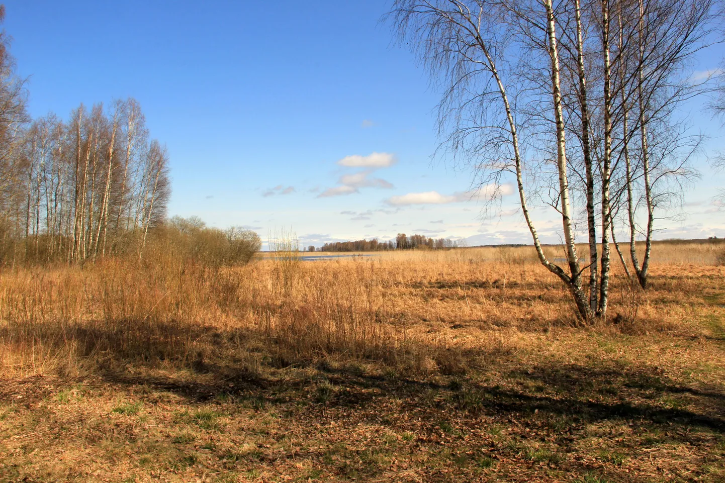 Kui järve põhjakaldalt paadiga sõitma hakata, haarab silm ühel hetkel veest välja kõrguvat metsatukka. See on Võrtsjärve üks suurimaid saari Pähksaar.