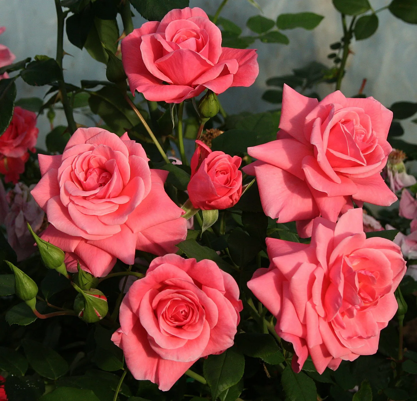 ’Ilon Wikland Rose’