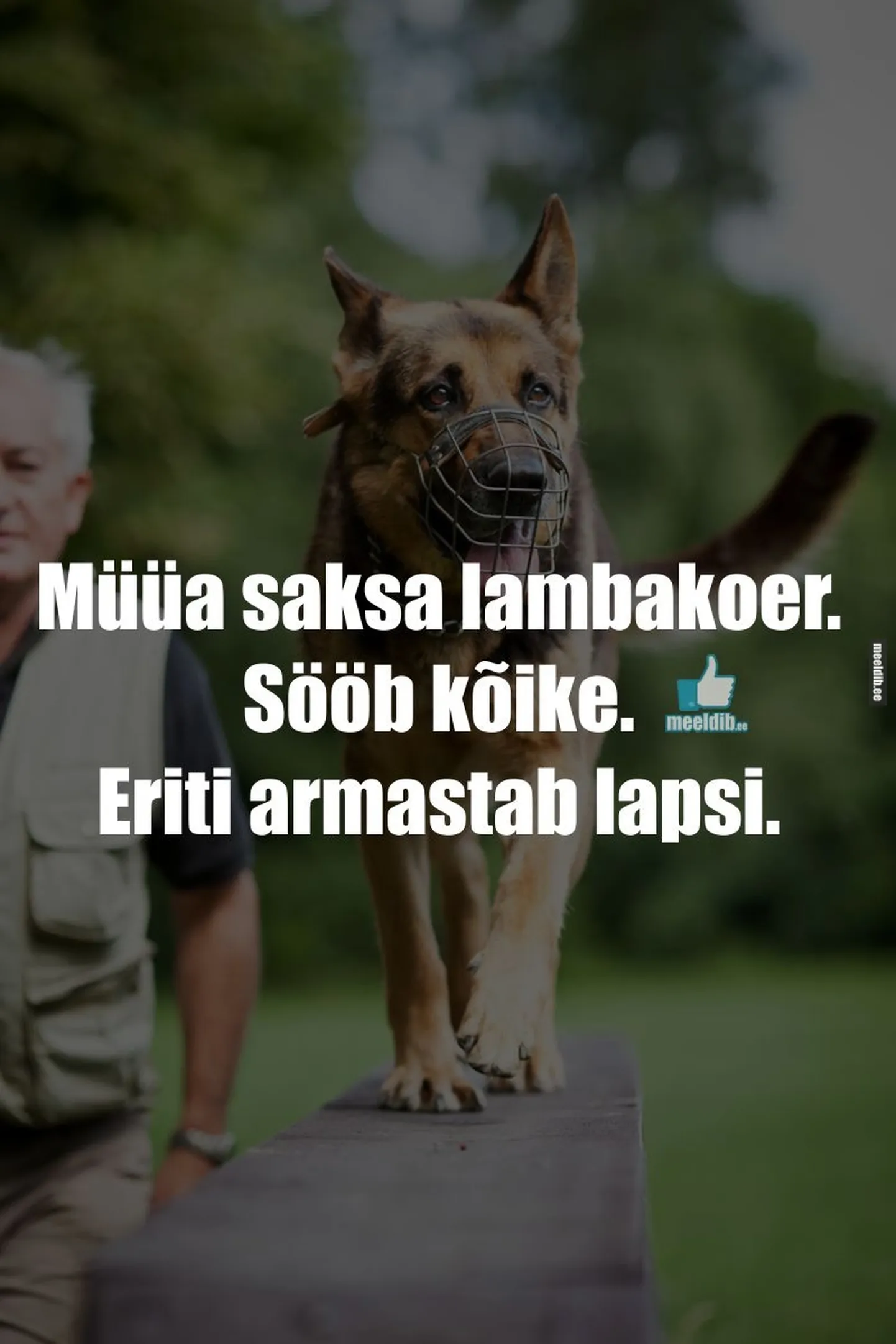 Artikli foto