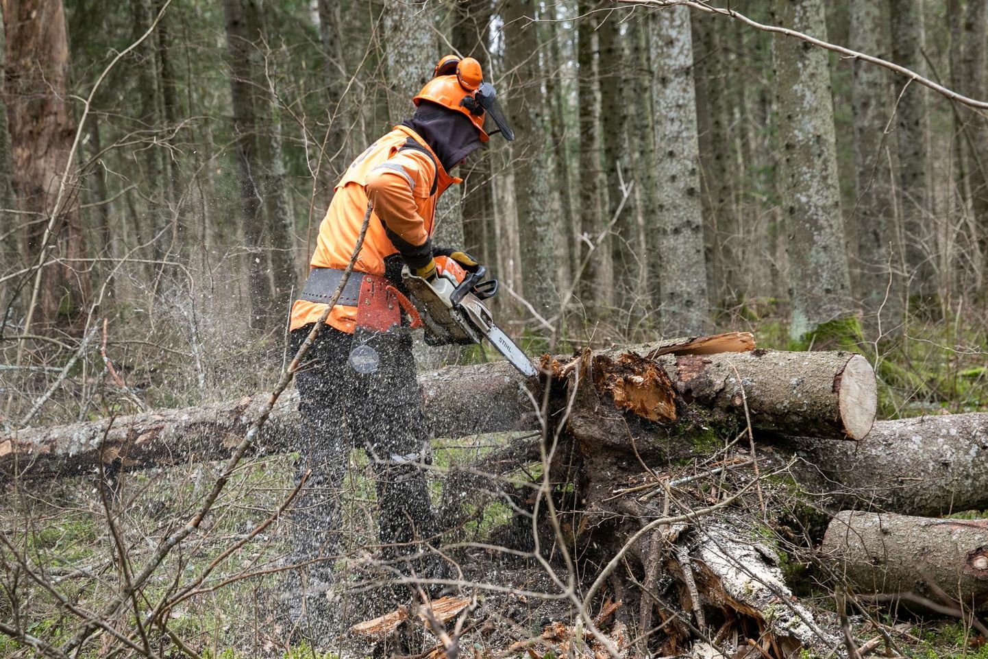 Rakvere linnametsas on metsameestel juba mõnda aega tegemist olnud, sest lisaks tavapärastele hooldustöödele tuleb kõrvaldada üraskikahjustusega puid. Arhiivifoto eelmise aasta märtsist.
