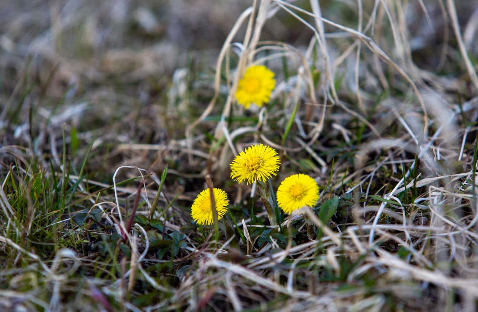 Märtsis hakkas loodus tasapisi õide puhkema, ehkki lilleilu sai näha talvelgi. Pilt on tehtud 20. märtsil.