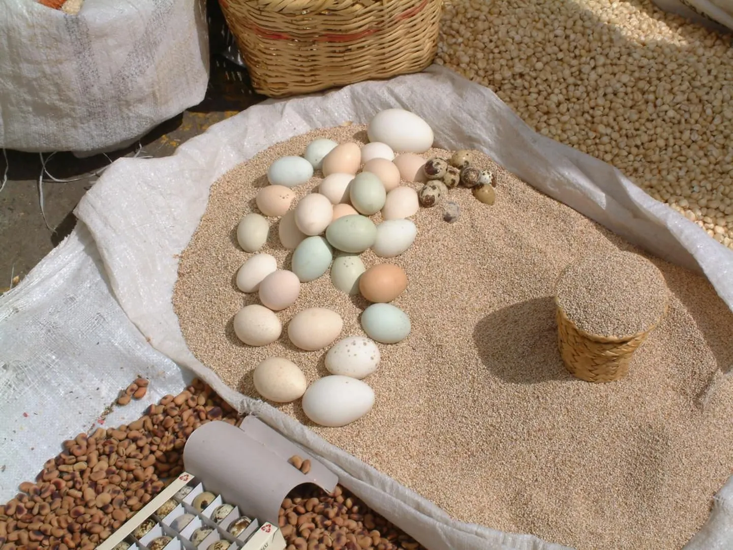 Голубые яйца куриц породы араукана. Отавало, Эквадор.