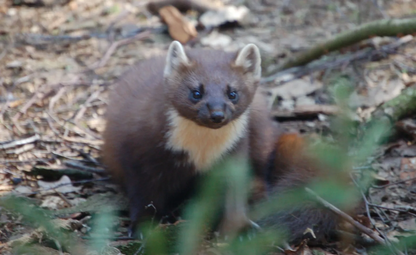 Fotol on metsnugis, kes on Eestis vastupidiselt kivinugisele üsna arvukalt esindatud.