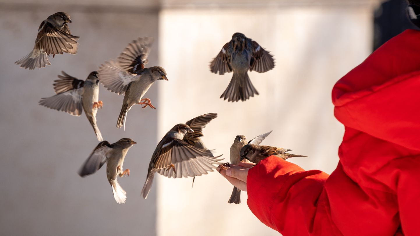 Lindude söötmine. Foto on illustreeriv.