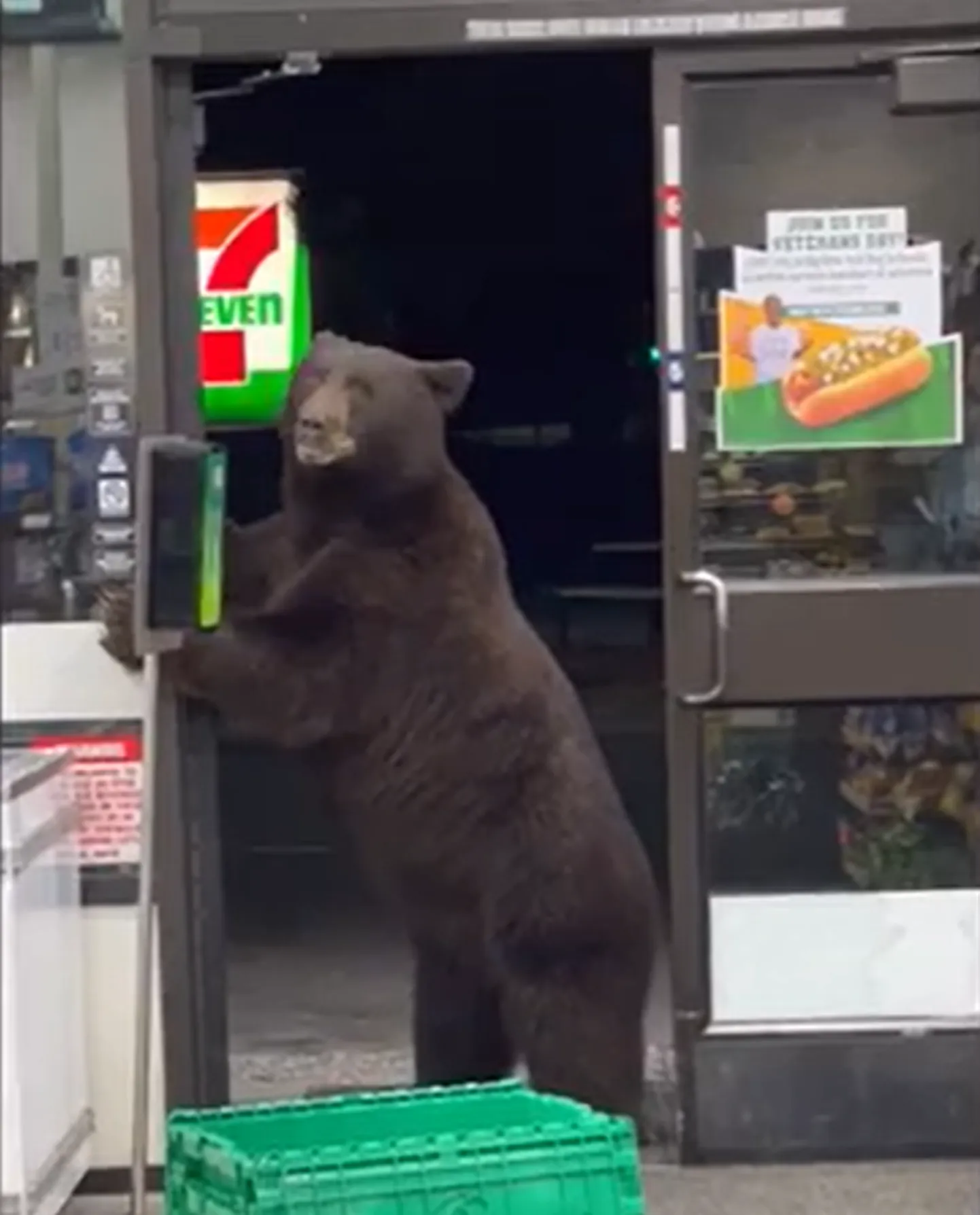Kauplusesse sisenenud karu.