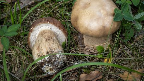 LOODUSFOTO ⟩ Võrk-kivipuravik sarnaneb sapipuravikuga
